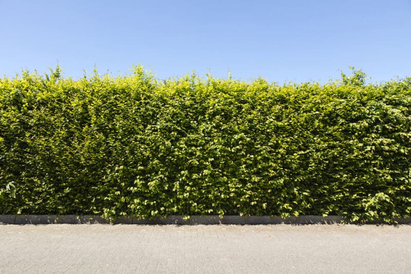 row of green beech hedges