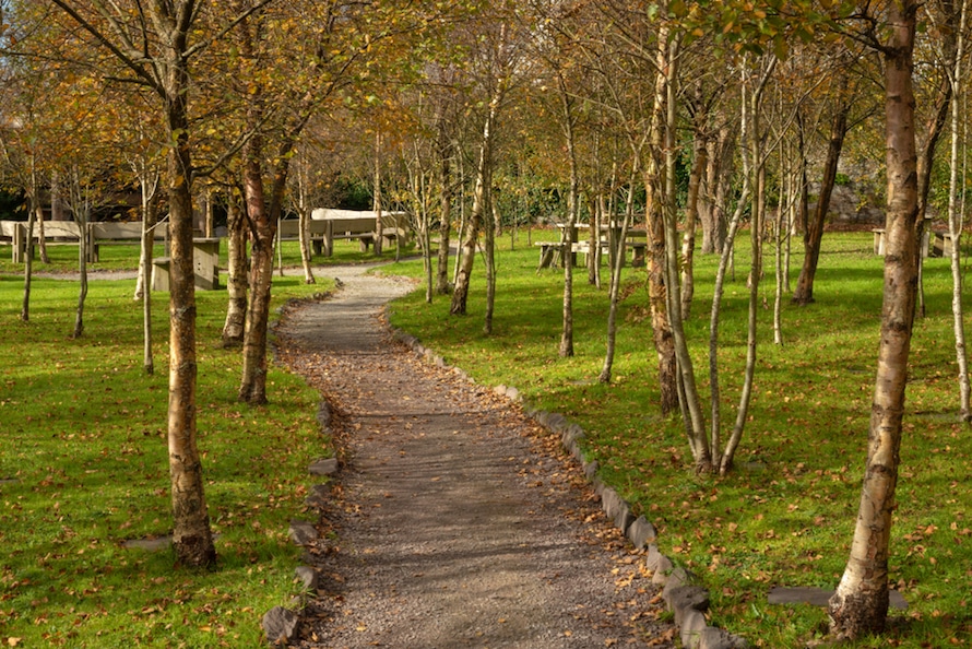 growing trees in Ireland