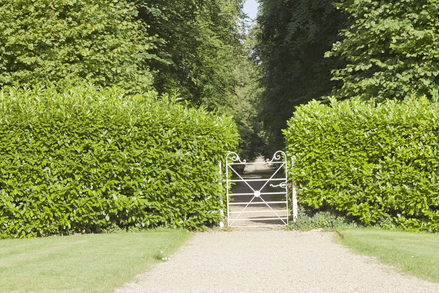 garden laurel hedges