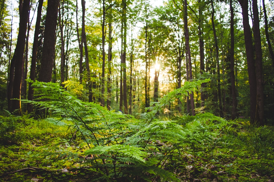 Irish trees in forest