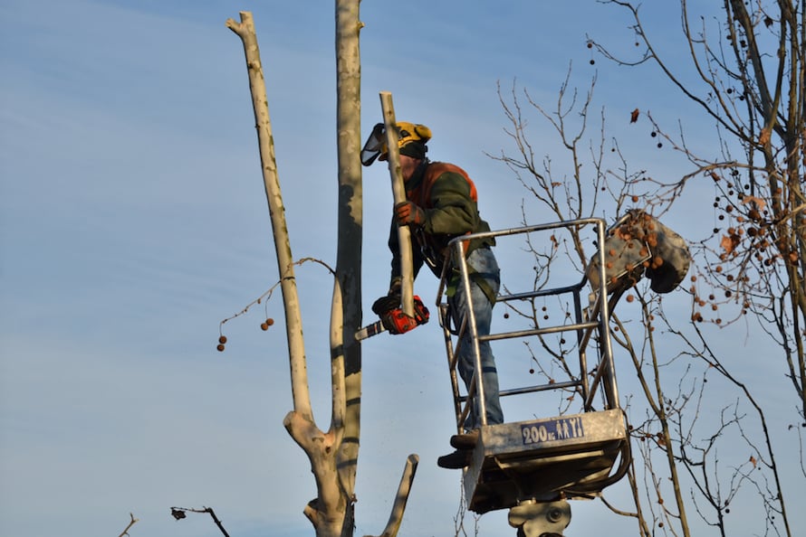 tree pruning