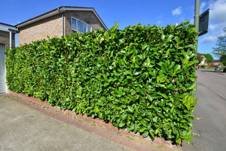 laurel hedge