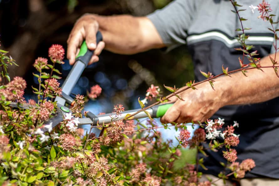 trimming hedges