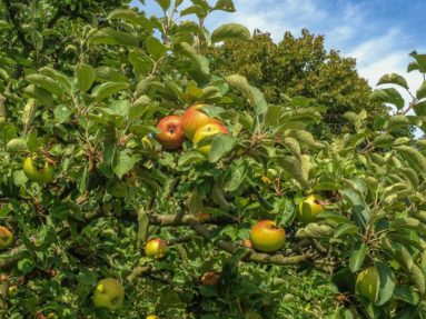 apple tree in an orchard close up of apple tree