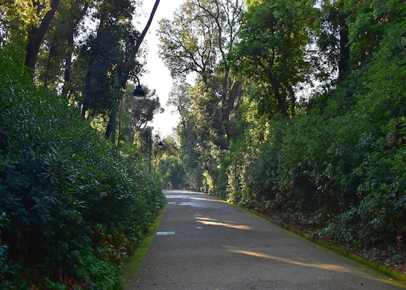 hedges hedges on the side of a road way
