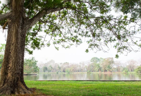 Tree beside lake Tree beside lake