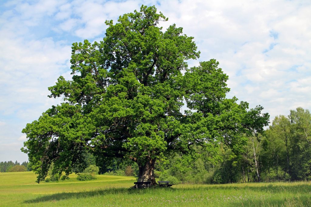 Oak Trees
