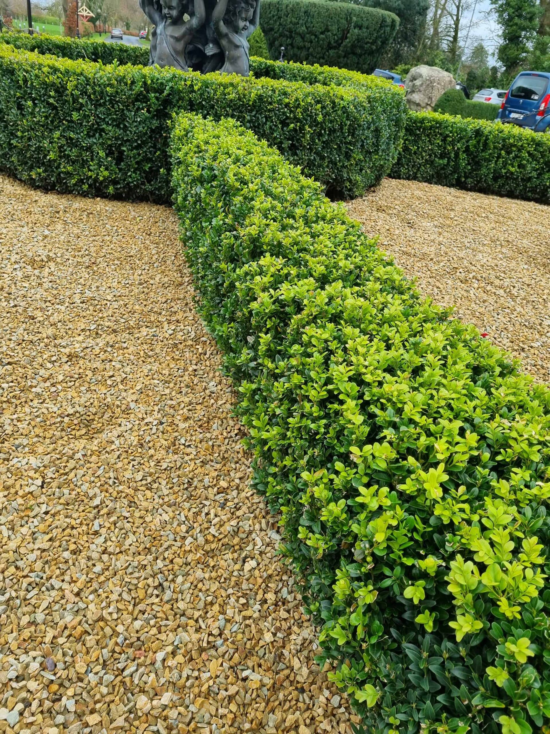 box hedging 1