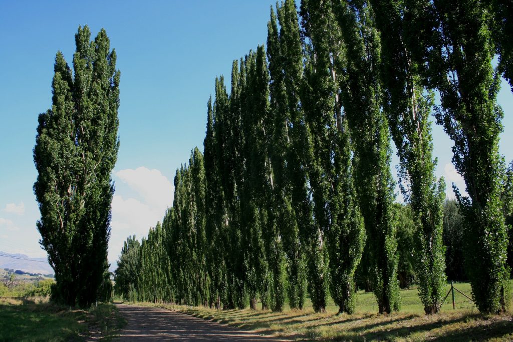 poplar-trees-1024×683-1.jpg