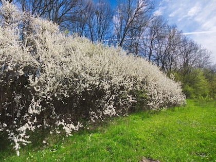 whitethorn-hedge-.jpg