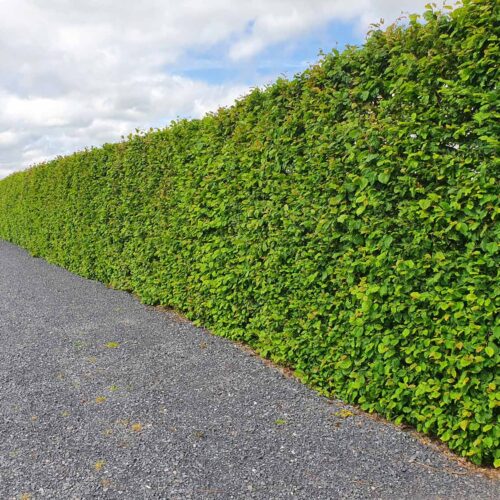 Garden Hedges