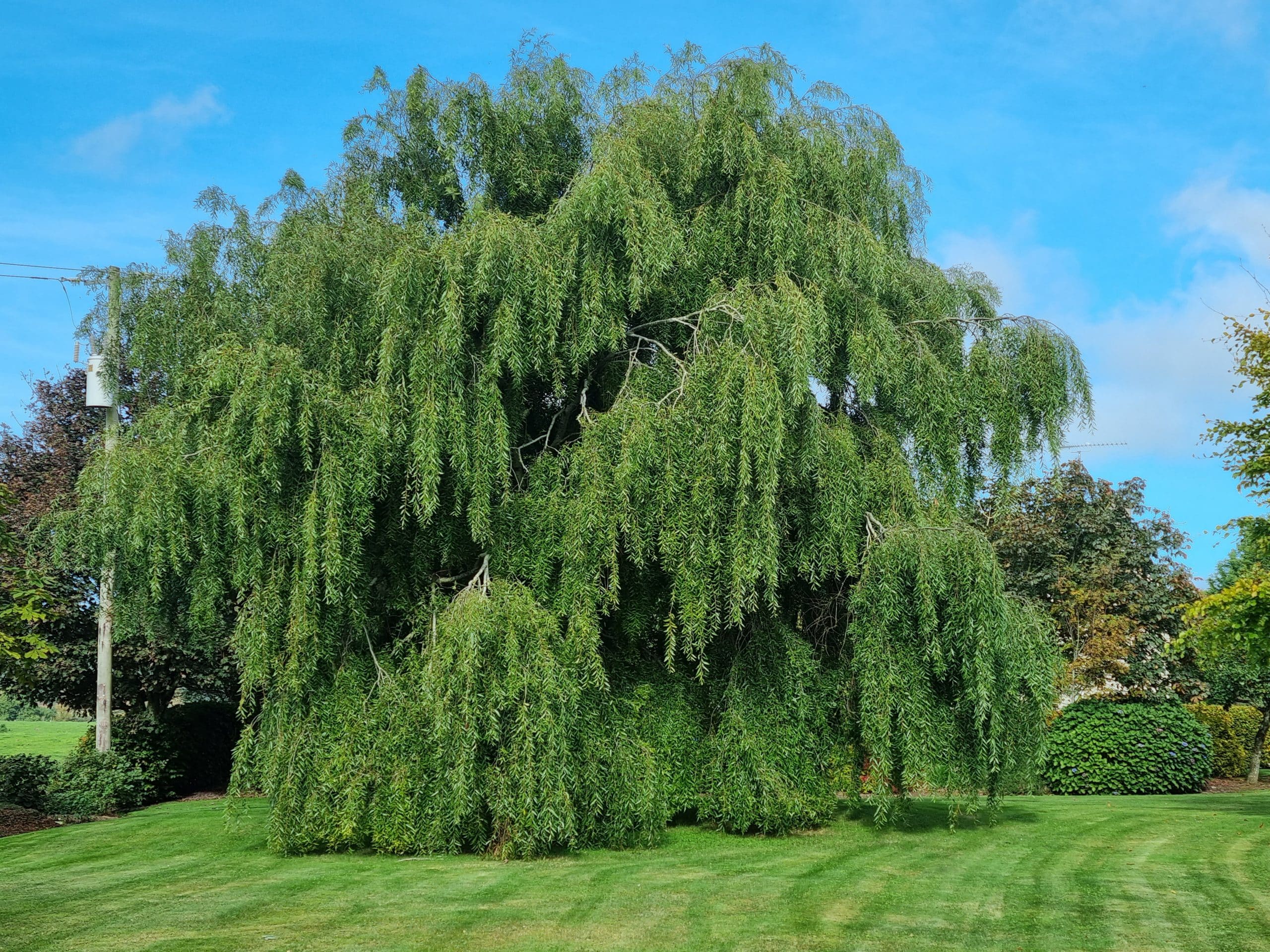 weeping - willow -tree
