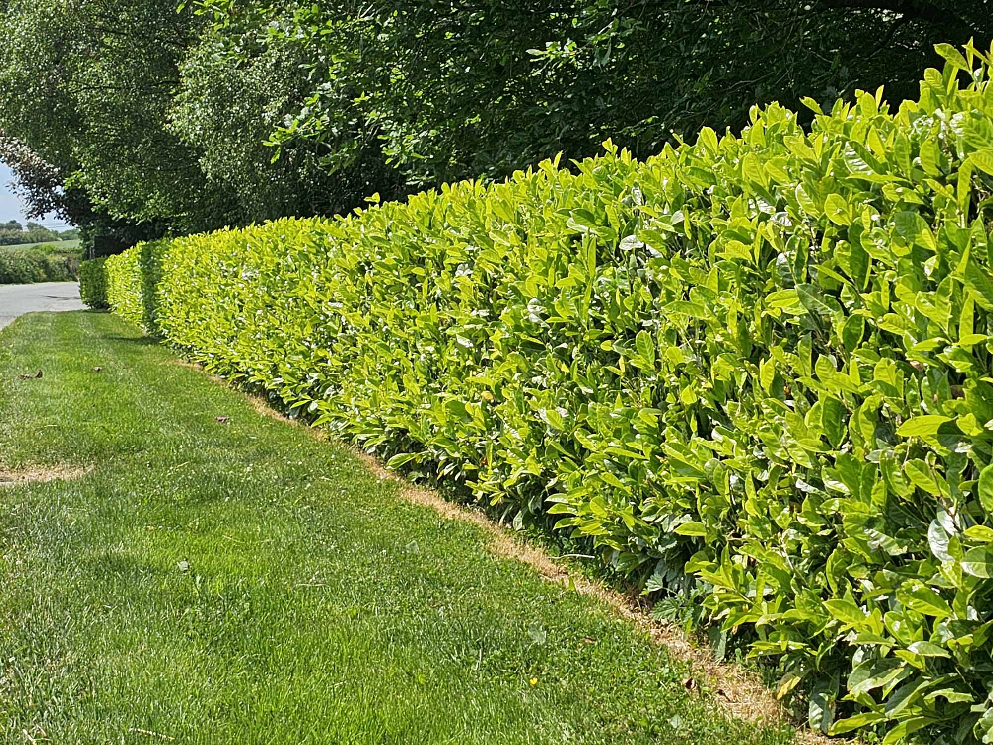 Mature Common Laurel Hedges (Prunus Rotunifolia)
