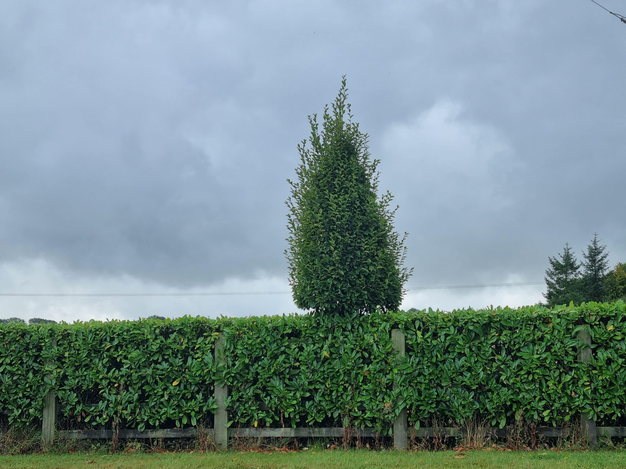 Upright Hornbeam Tree (Carpinus Betulus Fastigiata) - Image 2