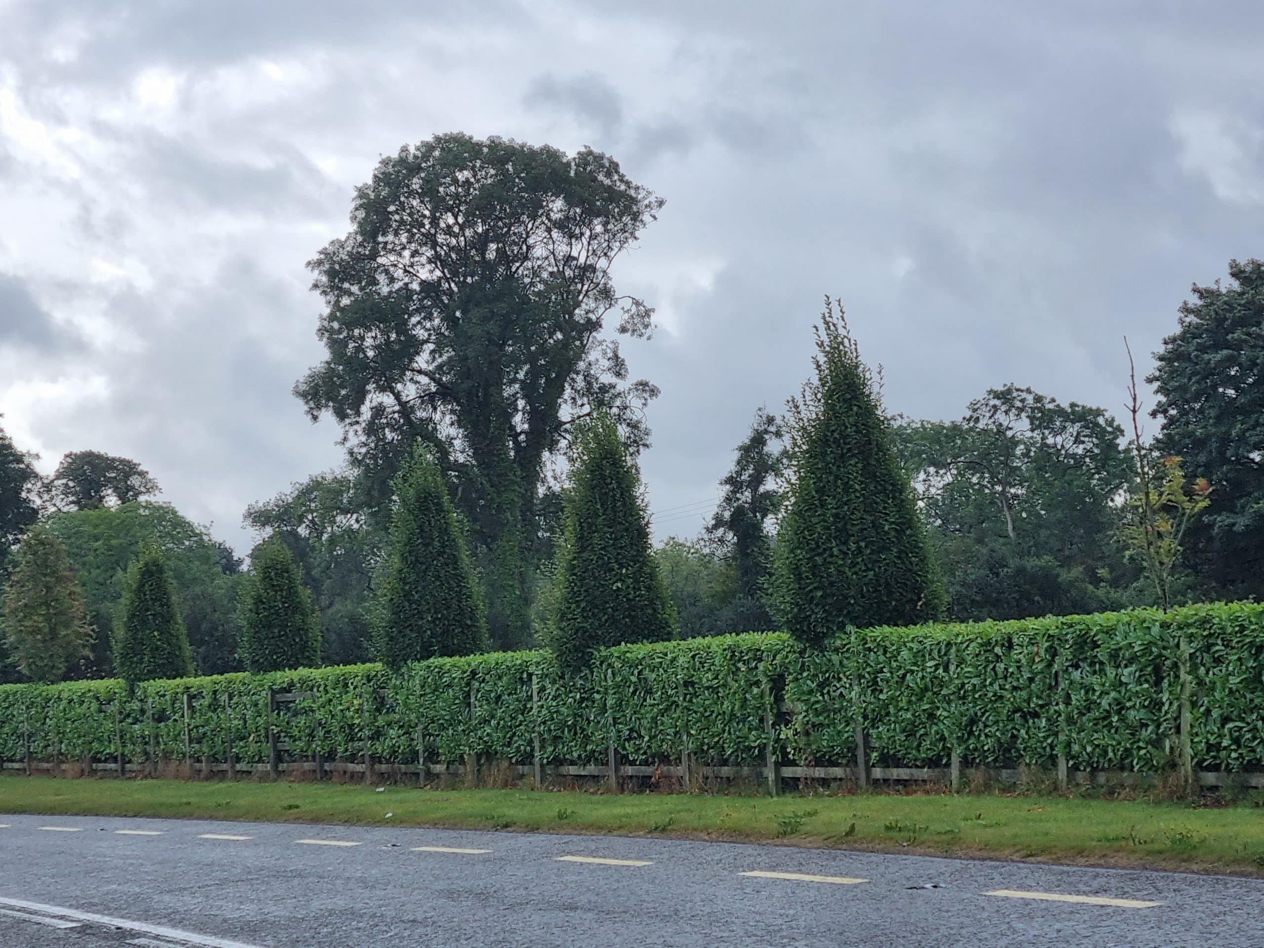 Upright Hornbeam Tree (Carpinus Betulus Fastigiata) - Image 3