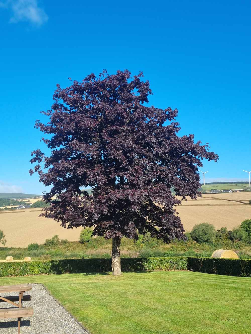 Maple (Acer “Crimson King”) - Image 3