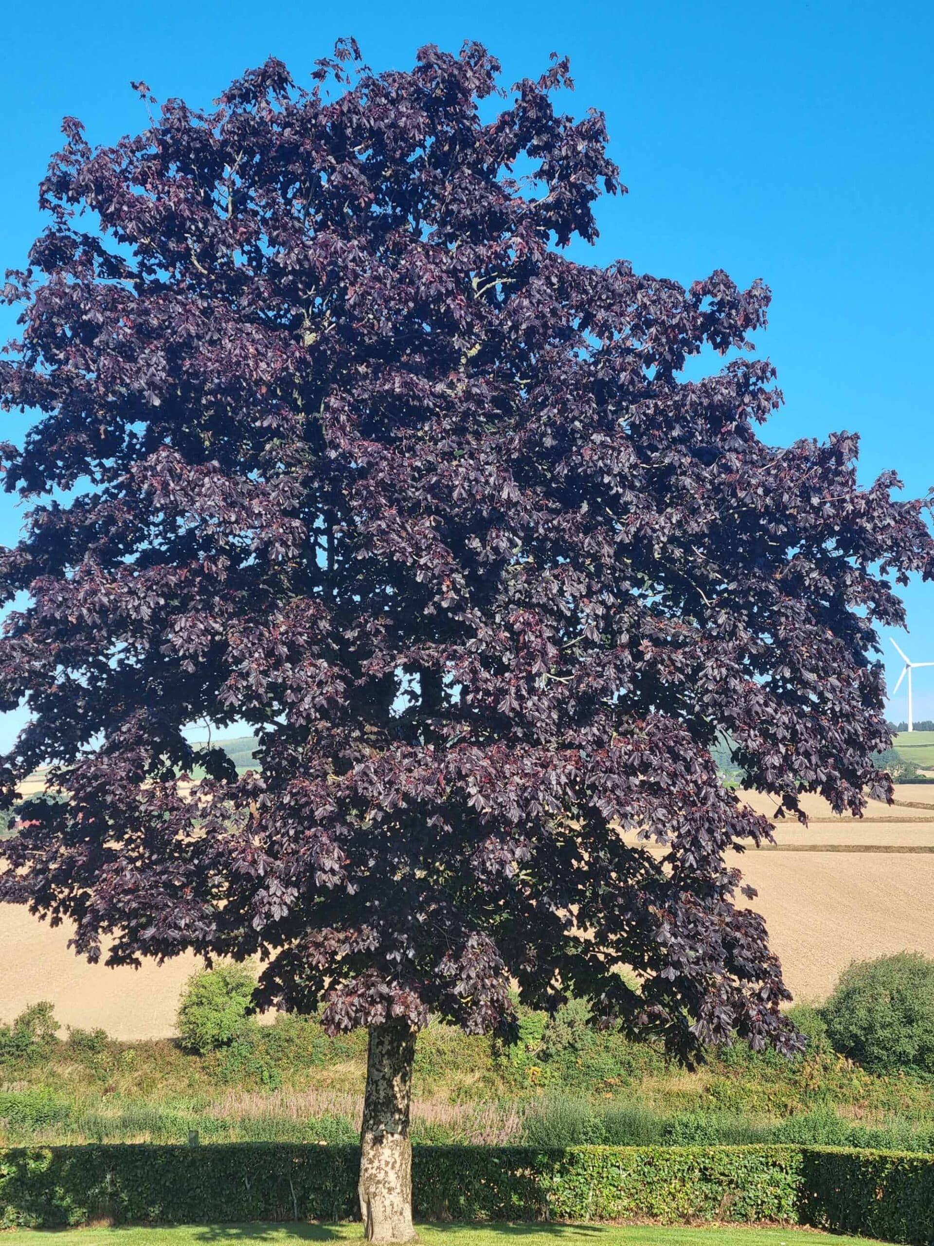 Maple (Acer “Crimson King”) - Image 4