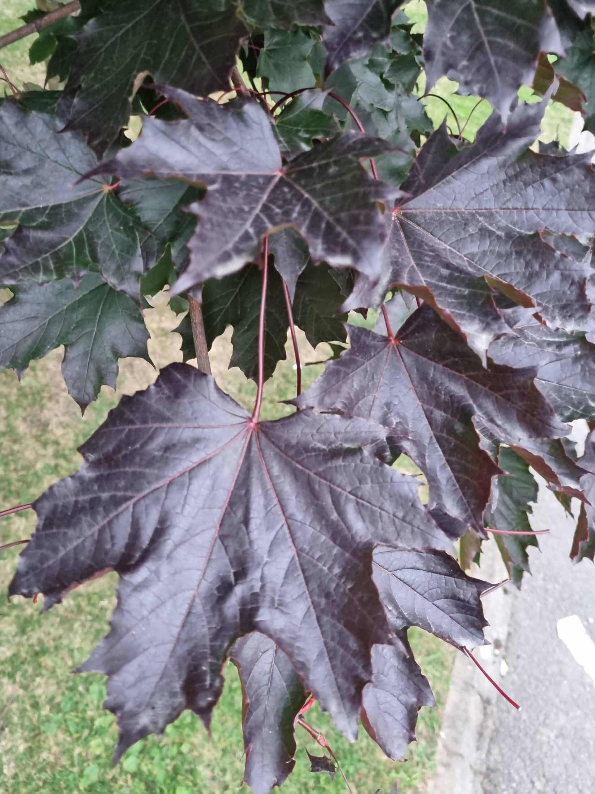 Maple (Acer “Crimson King”) - Image 5