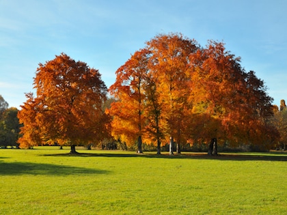 Beech Trees (Fagus Sylvatica)