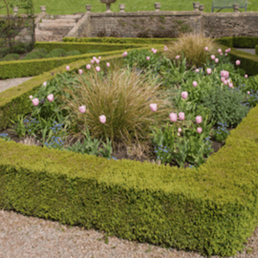 Box Hedges (Buxus Sempervirens) - Image 2