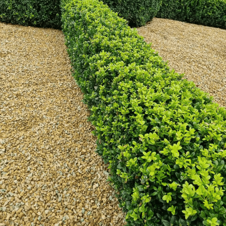Box Hedges (Buxus Sempervirens)