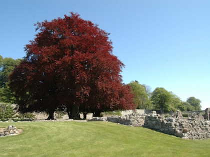 Copper Beech Trees (Fagus Sylvatica Purpurea) - Image 2