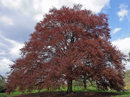 Copper Beech Trees (Fagus Sylvatica Purpurea)