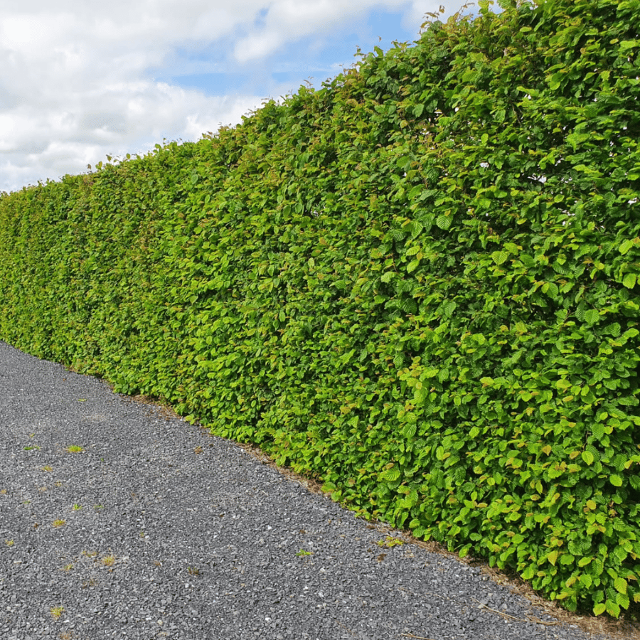 Hornbeam Hedges
