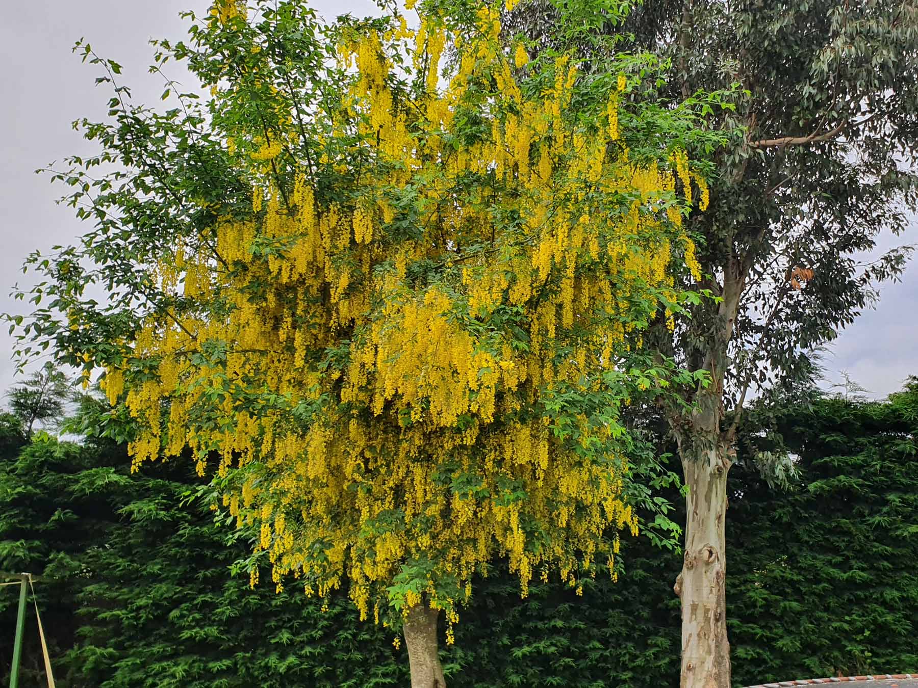 Laburnum (“Vosii”) - Image 3