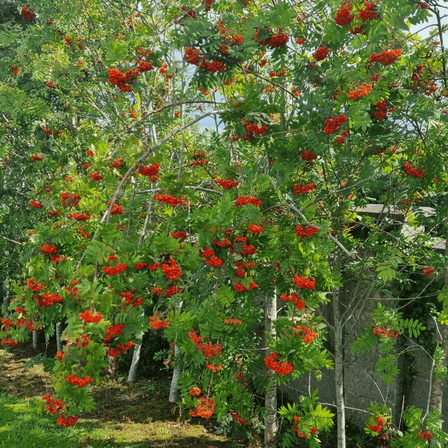 Mountain Ash Trees (Sorbus Aucuparia) - Image 2