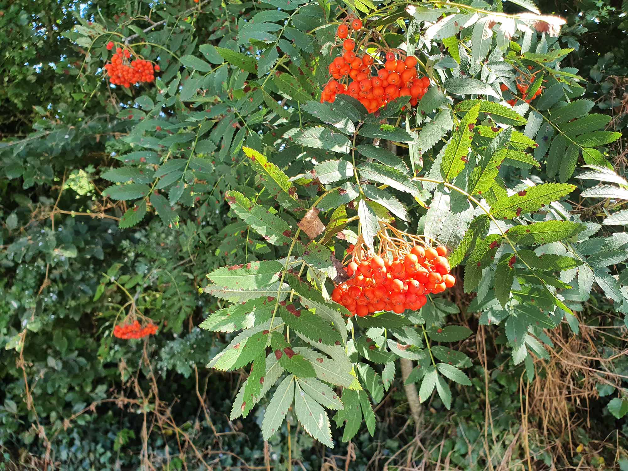 Mountain Ash Trees (Sorbus Aucuparia) - Image 6