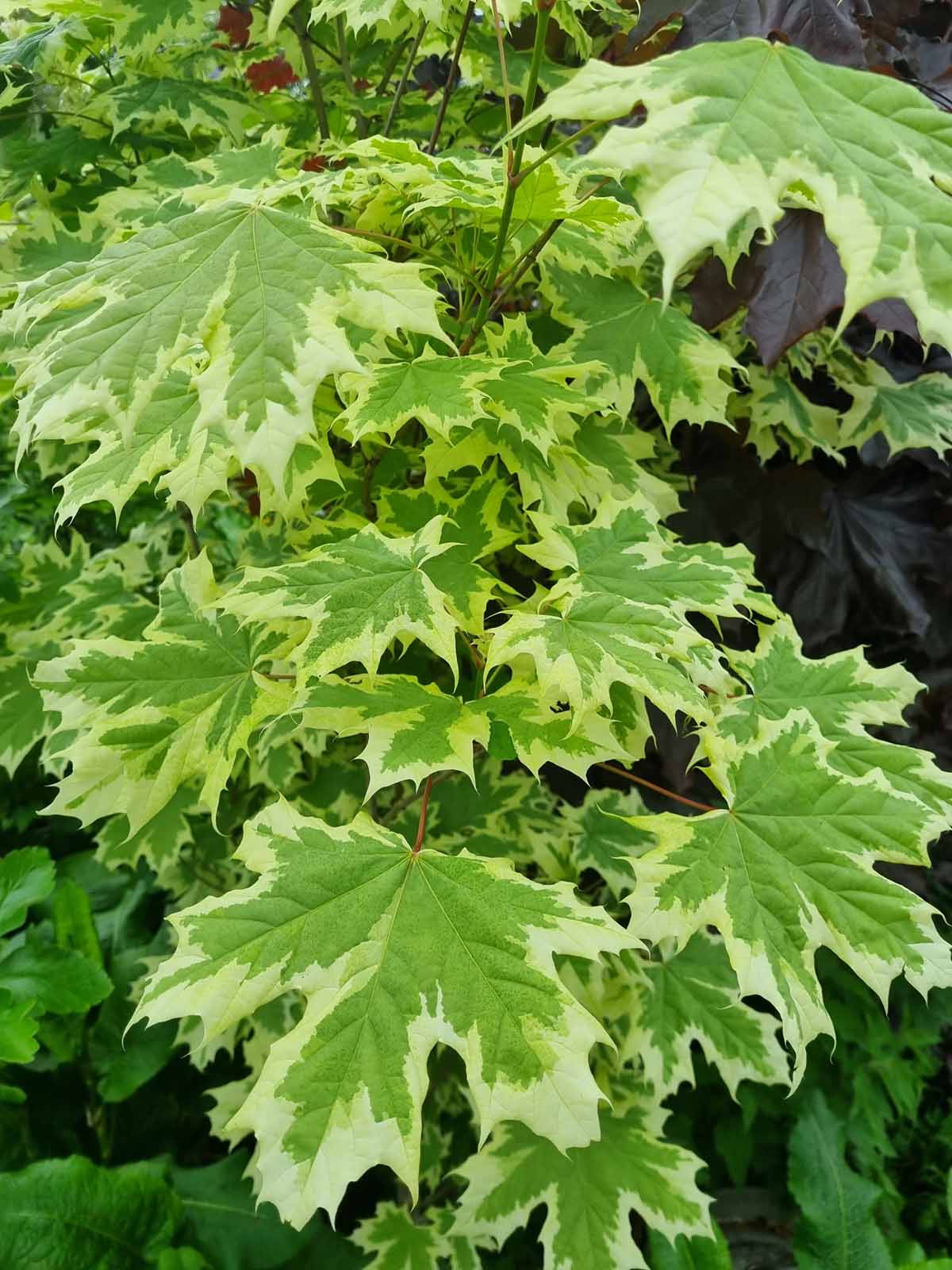 Variegated Maple Trees (Acer Drumundii) - Image 3