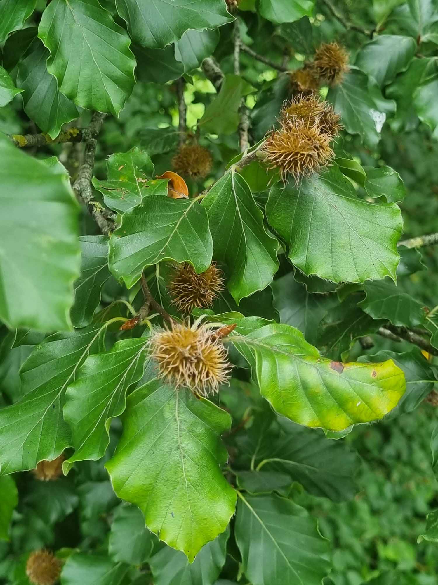 Beech Trees (Fagus Sylvatica) - Image 5