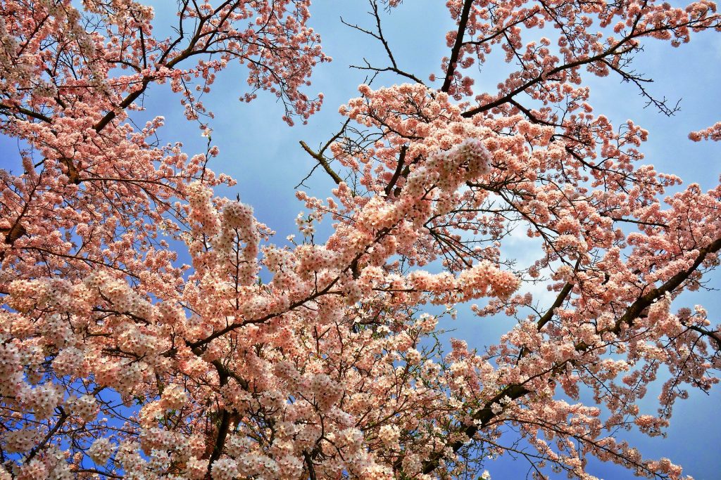 Pink Flowering Cherry (Prunus "Kanzan") - Image 2