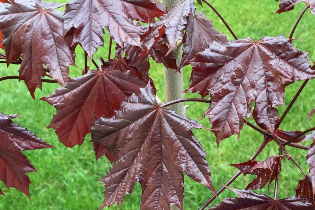 Maple (Acer “Crimson King”) - Image 2
