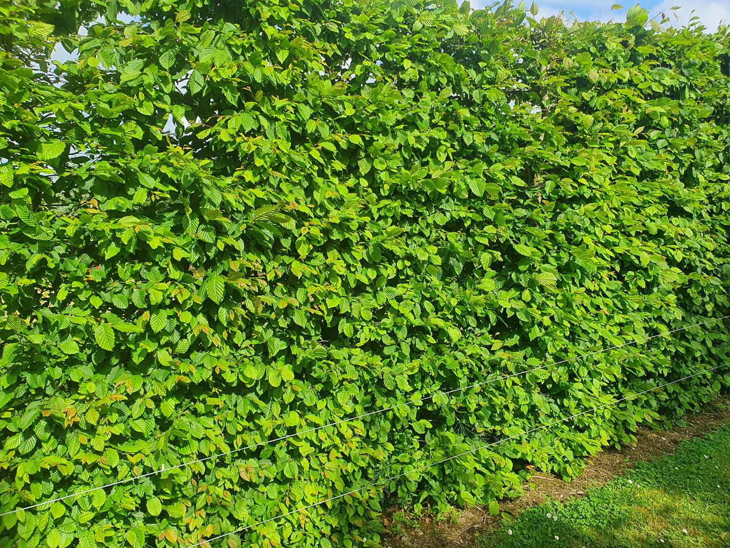 Hornbeam Hedges - Image 2