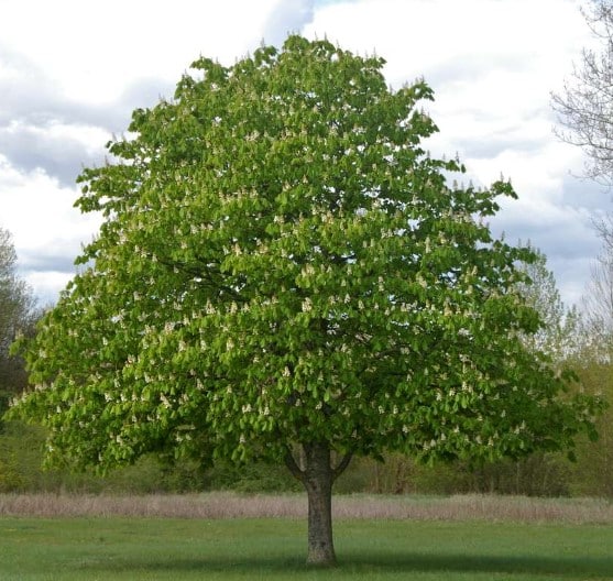 Horse Chestnut Tree (Aesculus Hippocastanum)