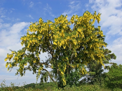 Laburnum (“Vosii”) - Image 2