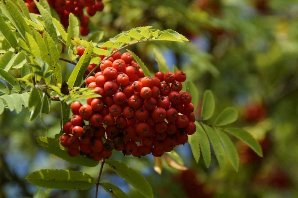 Mountain Ash - Red Berry (Sorbus Aucuparia) - Image 2