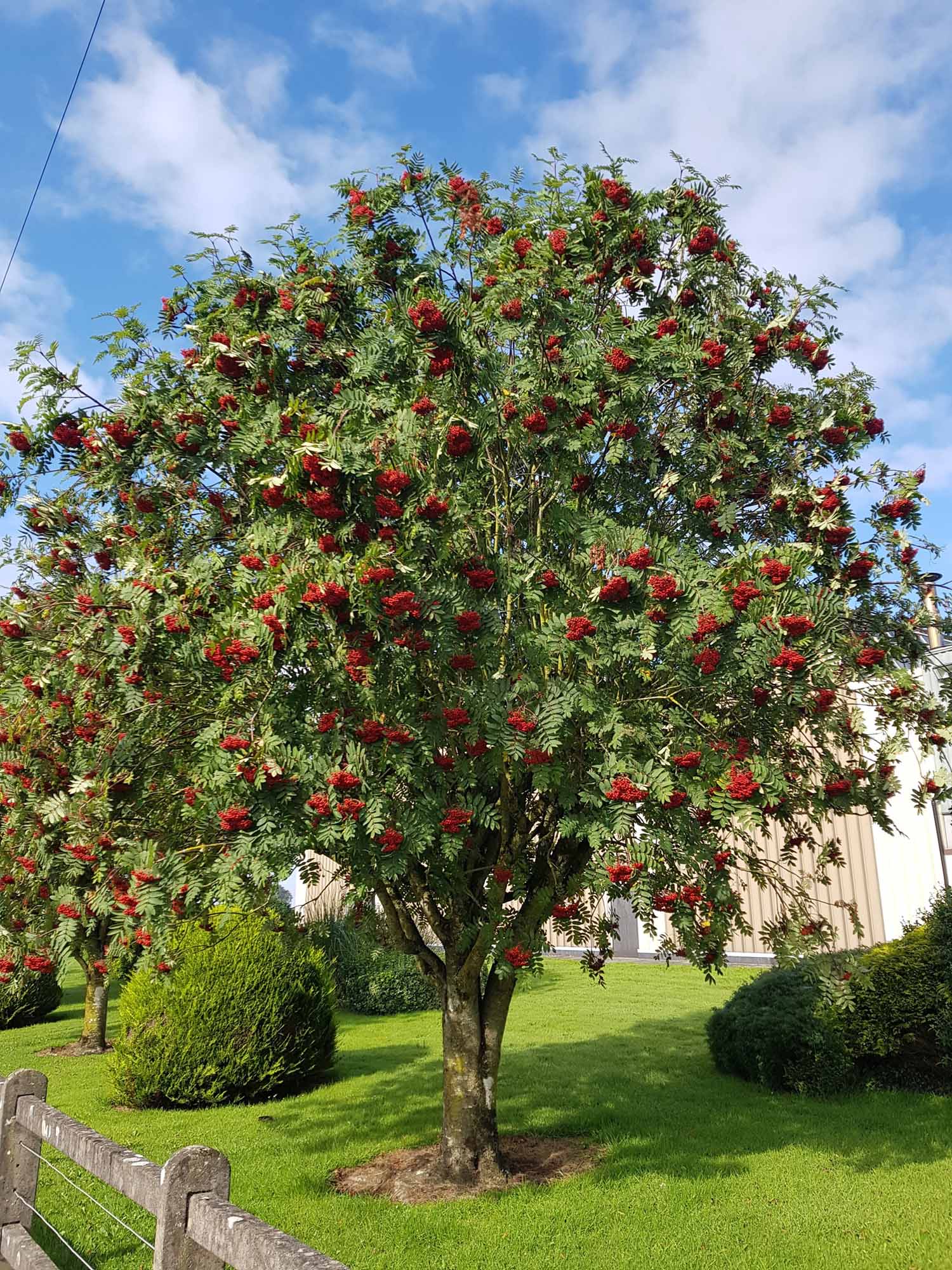 Mountain Ash Trees (Sorbus Aucuparia) - Image 5