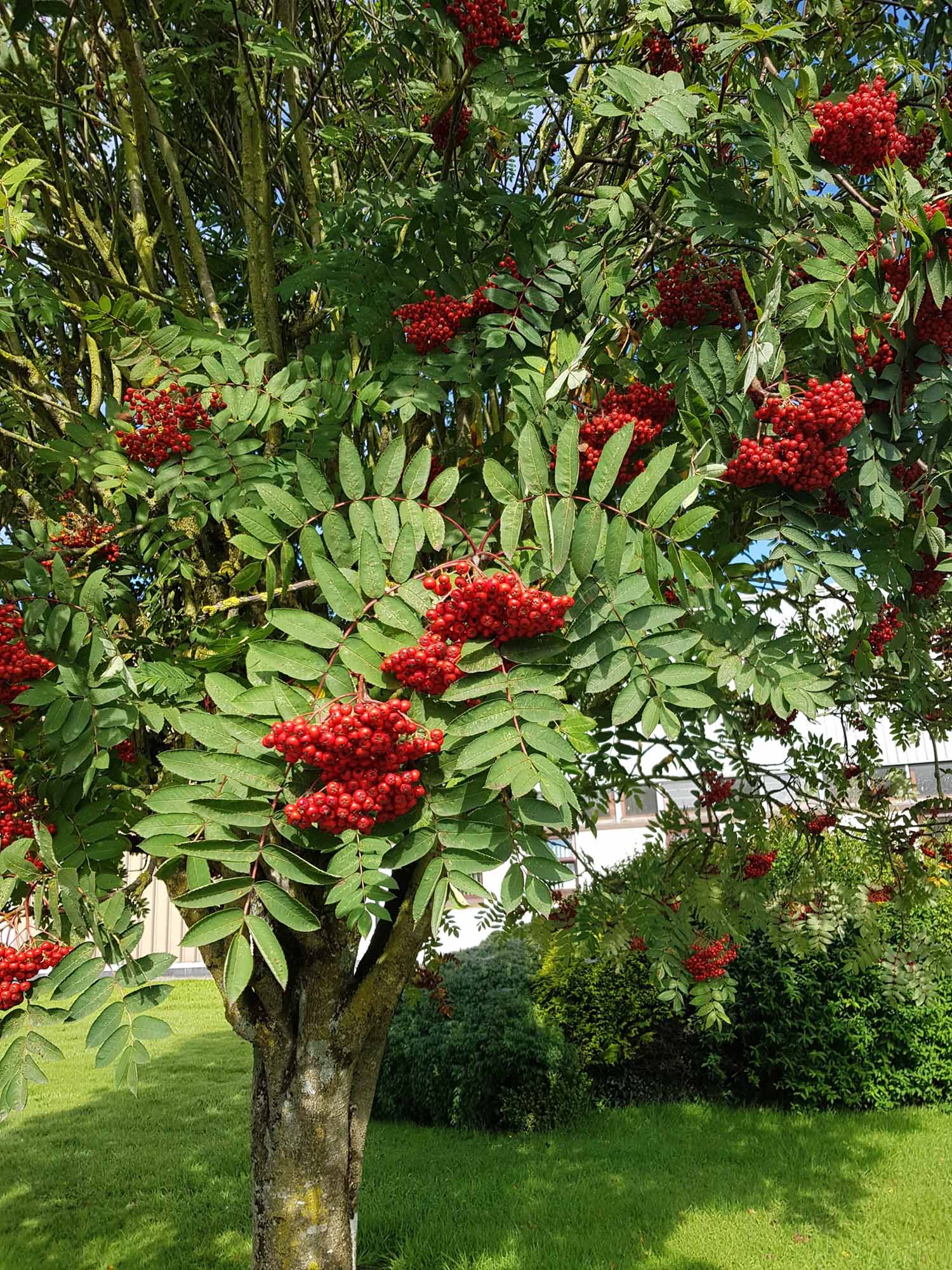 Mountain Ash Trees (Sorbus Aucuparia) - Image 4