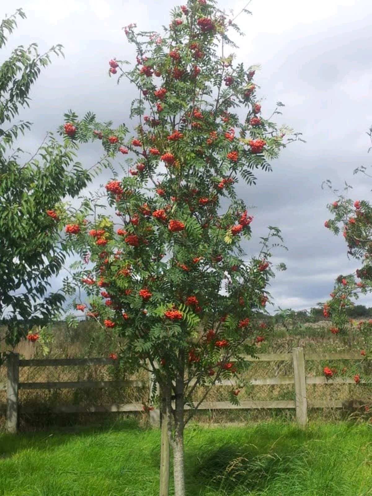 Mountain Ash Trees (Sorbus Aucuparia) - Image 7