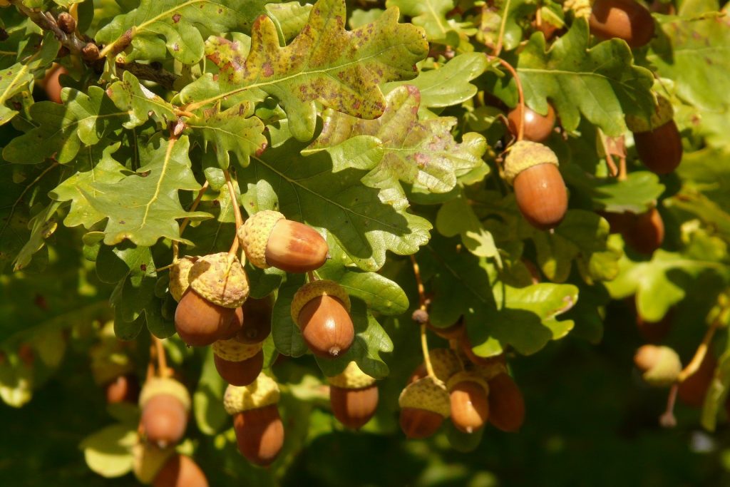 Oak Trees (Querqus Robur) - Image 2
