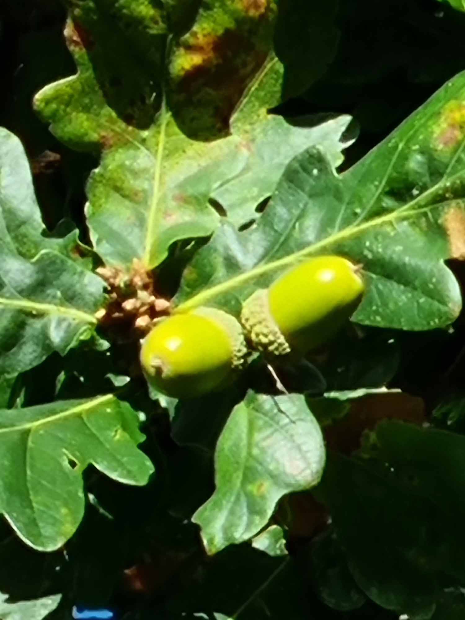 Oak Trees (Querqus Robur) - Image 3
