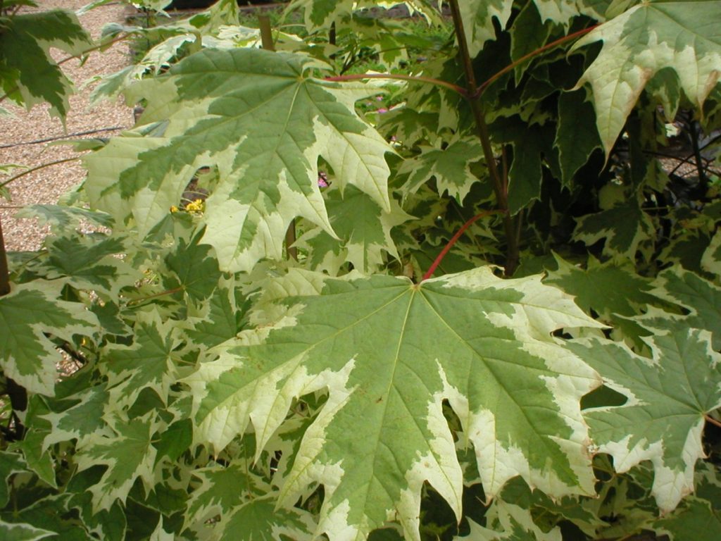 Variegated Maple Trees (Acer Drumundii) - Image 2